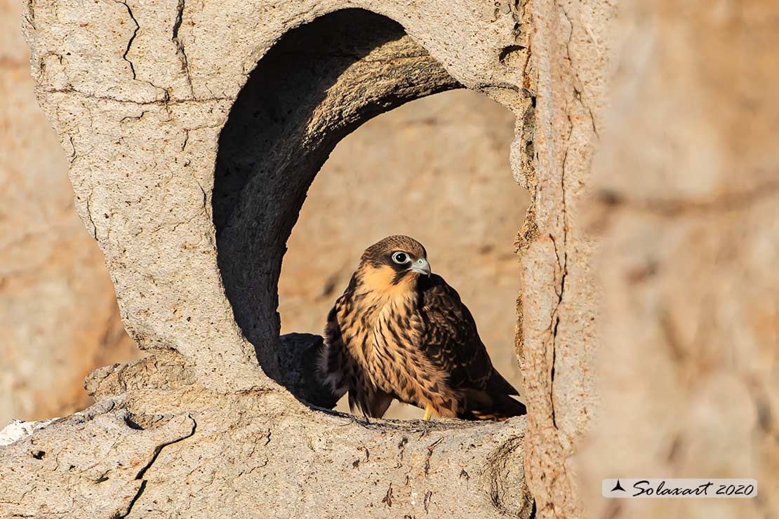 Ngoài thời gian này, chúng chủ yếu ăn côn trùng như chuồn chuồn và bướm. (Ảnh: preboggion.it)