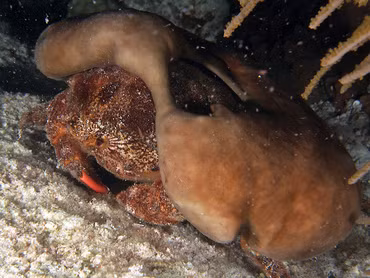 2. Cua bọt biển mắt đỏ (Red-eyed Sponge Crab): Cua bọt biển mắt đỏ, cũng thuộc nhóm Anomura, đã tiến hóa để có hình dạng giống cua. Điều đặc biệt ở loài này là chúng thường mang theo miếng bọt biển để ngụy trang, tạo ra một hình ảnh đặc trưng và dễ nhận biết.