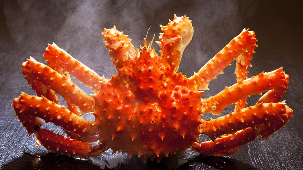 1. Cua hoàng đế (King Crab): Cua hoàng đế là một trong những loài cua lớn nhất và được biết đến nhiều nhất. Tuy nhiên, ít ai biết rằng chúng thực chất tiến hóa từ tổ tiên giống tôm hùm thuộc nhóm Anomura.