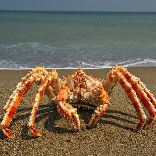 Với phần bụng nhỏ và giấu dưới mai, cua Hoàng Đế đã thích nghi để trở thành một sinh vật giống cua thực thụ. Hình dạng của chúng giúp chúng bảo vệ mình khỏi kẻ thù và dễ dàng chui vào các khe đá để ẩn nấp.