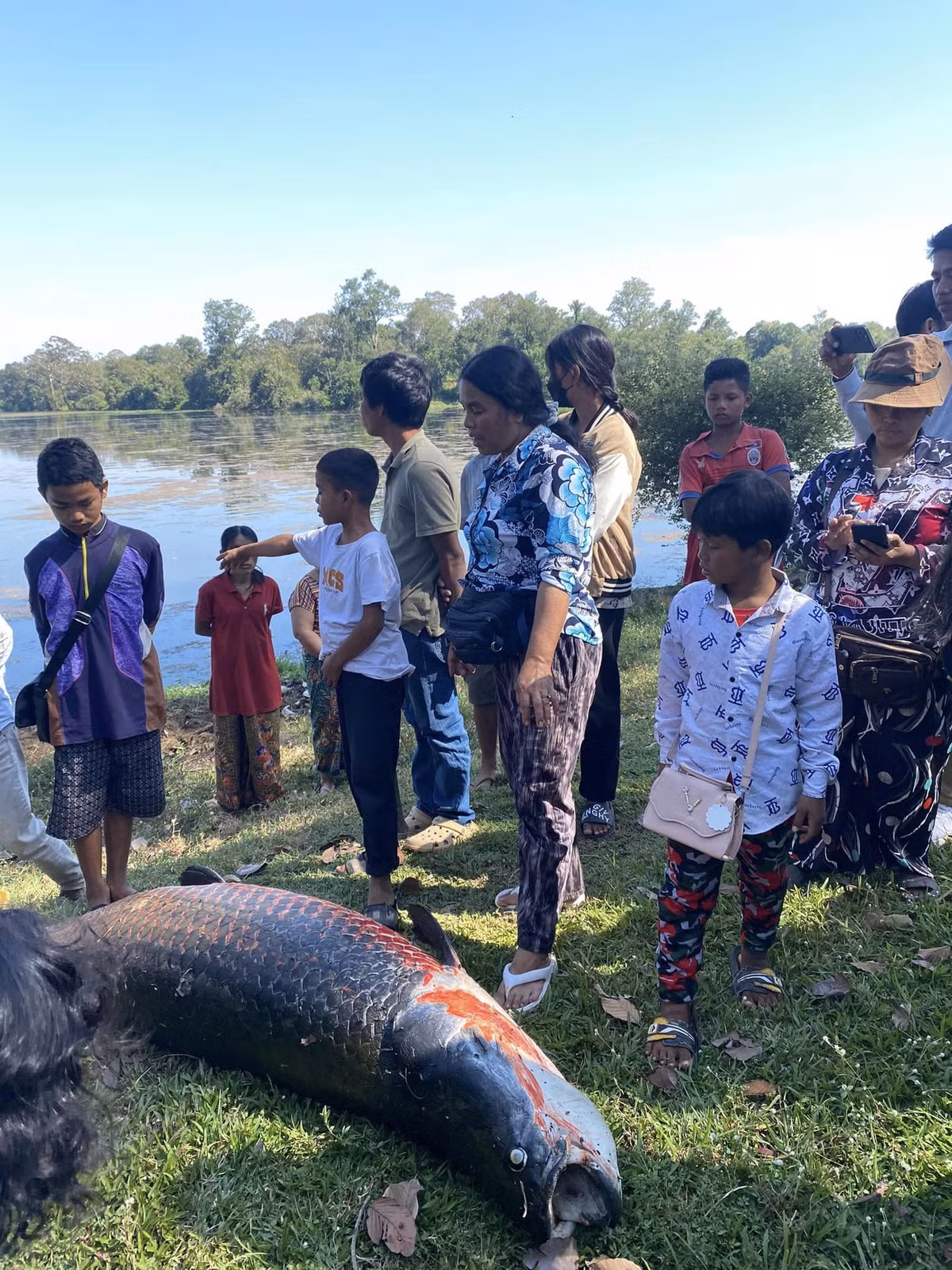 Trước đó, vào tháng 11/2022, một con cá hải tượng long nặng 30kg cũng được tìm thấy chết tại cùng địa điểm. (Ảnh: cambodiaexpatsonline)