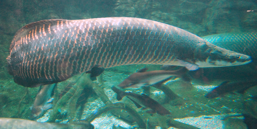 Cá hải tượng hay hải tượng long, tên khoa học Arapaima gigas lần đầu tiên được phát hiện tại lưu vực dòng sông Amazon. Đây là loài cá quý hiếm đã được đưa vào sách Đỏ thế giới. (Ảnh: Wikipedia)