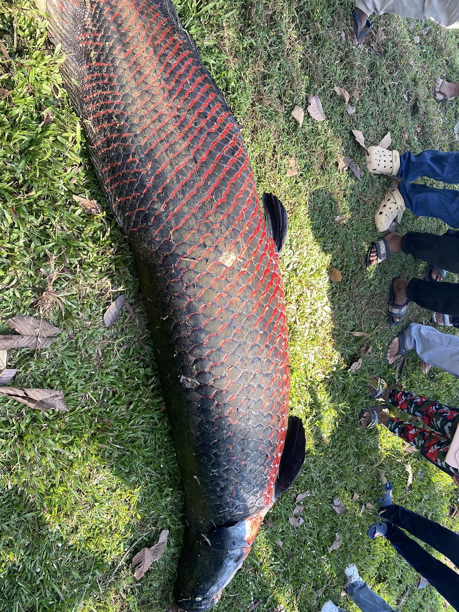 Người dân địa phương tìm thấy xác " quái vật sông Amazon" này khi đang đi dạo quanh ao và báo cho chính quyền. Hiện nguyên nhân cái chết của con cá vẫn còn là bí ẩn, với các giả thuyết bao gồm bệnh tật, bị đánh bắt trái phép hoặc được thả xuống ao bởi người chơi cá cảnh. (Ảnh: cambodiaexpatsonline)