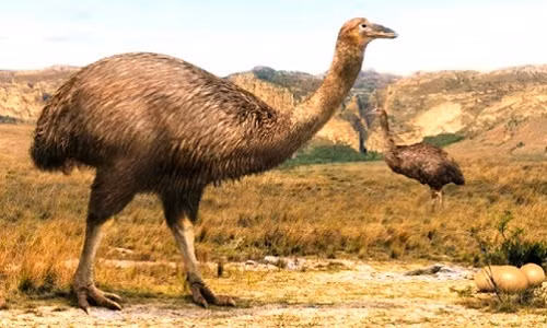 6. Chim voi: Loài chim khổng lồ không biết bay sống ở Madagascar, cao tới 9m và nặng gần 454 kg, đã tuyệt chủng vào đầu thế kỷ 18. Nguyên nhân có thể do con người phá hủy môi trường sống và lấy trứng của chúng, hoặc bệnh từ loài gà nhà.