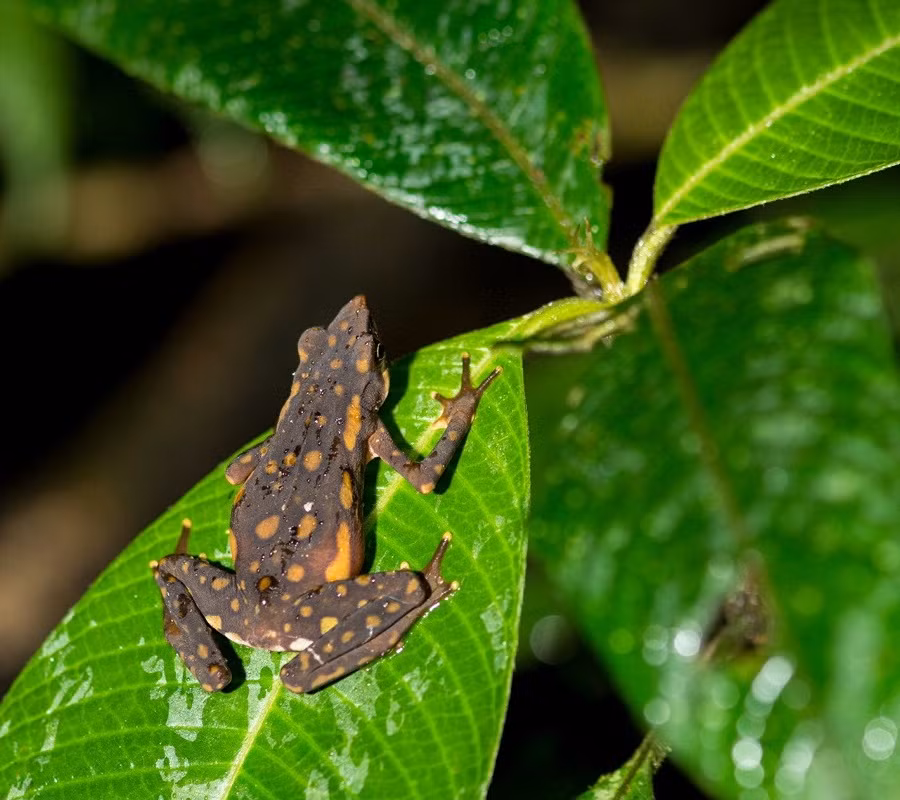 5. Cóc Atelopus longirostris: Loài cóc này sống ở miền Bắc Ecuador và đã không còn thấy từ năm 1989. Bệnh chytridiomycosis do nấm Batrachochytrium dendrobatidis gây ra là một phần nguyên nhân, cùng với biến đổi khí hậu và mất môi trường sống.