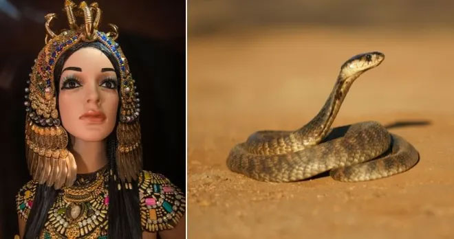 2. Nữ hoàng Cleopatra: Cleopatra, người cai trị cuối cùng của Ai Cập Ptolemaic, qua đời vào ngày 12 tháng 8 trước Công nguyên. Mặc dù có giả thuyết rằng bà tự sát bằng cách để rắn hổ mang cắn, nhưng vẫn còn nhiều tranh cãi về nguyên nhân cái chết thật sự.