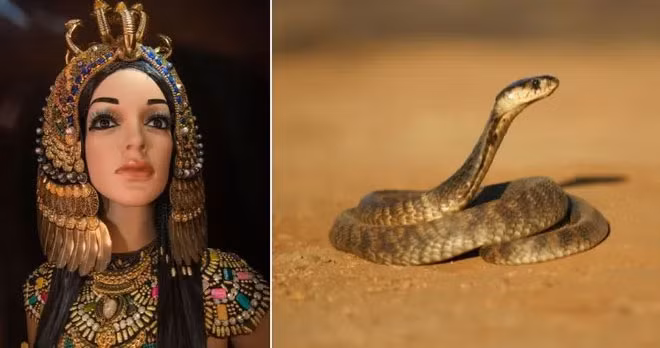 2. Nữ hoàng Cleopatra: Cleopatra, người cai trị cuối cùng của Ai Cập Ptolemaic, qua đời vào ngày 12 tháng 8 trước Công nguyên. Mặc dù có giả thuyết rằng bà tự sát bằng cách để rắn hổ mang cắn, nhưng vẫn còn nhiều tranh cãi về nguyên nhân cái chết thật sự.