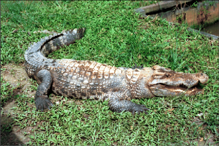 Loài cá sấu này phân bố chủ yếu ở Đông Nam Á, bao gồm các quốc gia như Campuchia, Lào, Thái Lan, Việt Nam, và một số vùng ở Indonesia. (Ảnh: ResearchGate)