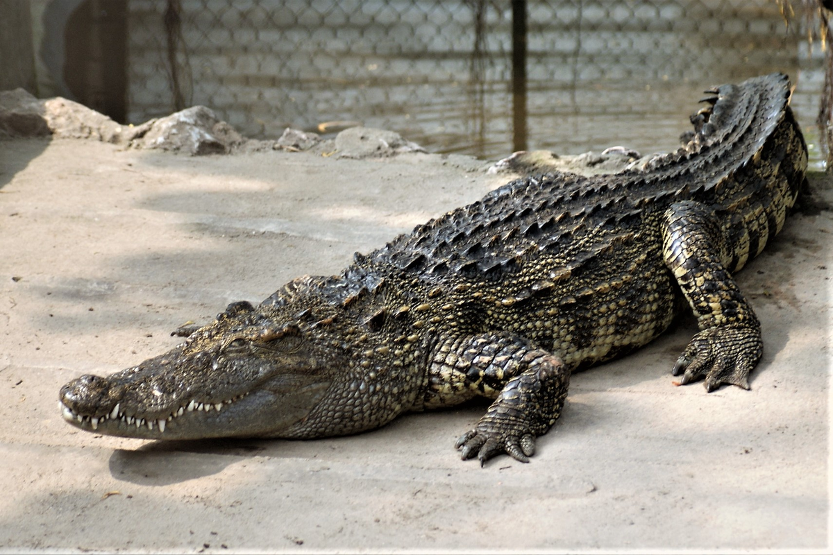 Loài cá sấu này thường sống ở các vùng nước ngọt như sông, hồ, đầm lầy và các khu vực ngập nước theo mùa. Chúng thích các vùng nước chảy chậm và có thảm thực vật phong phú. (Ảnh: BioLib.cz)