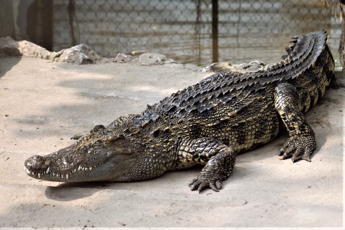 Loài cá sấu này thường sống ở các vùng nước ngọt như sông, hồ, đầm lầy và các khu vực ngập nước theo mùa. Chúng thích các vùng nước chảy chậm và có thảm thực vật phong phú. (Ảnh: BioLib.cz)