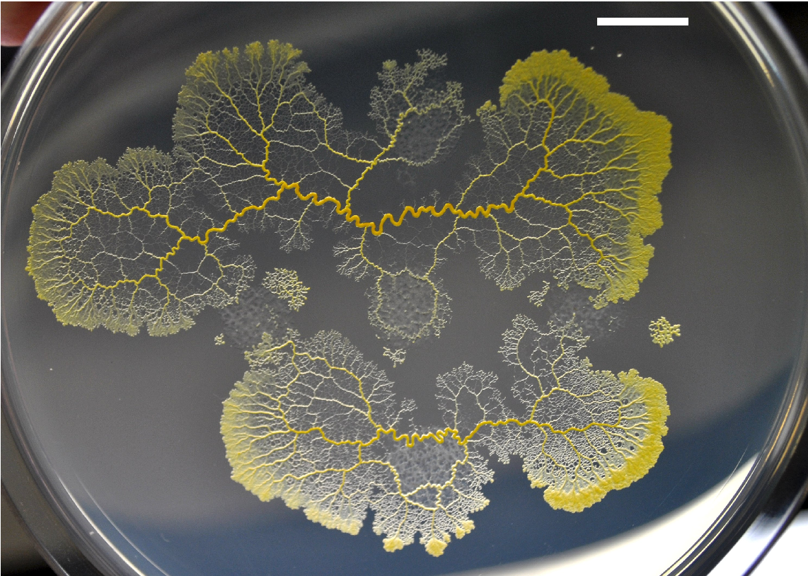 3. Tự chữa lành và phát triển nhanh chóng: Nếu bị cắt làm đôi, Blob có khả năng tự chữa lành trong vòng 2 phút. (Ảnh: semanticschola)