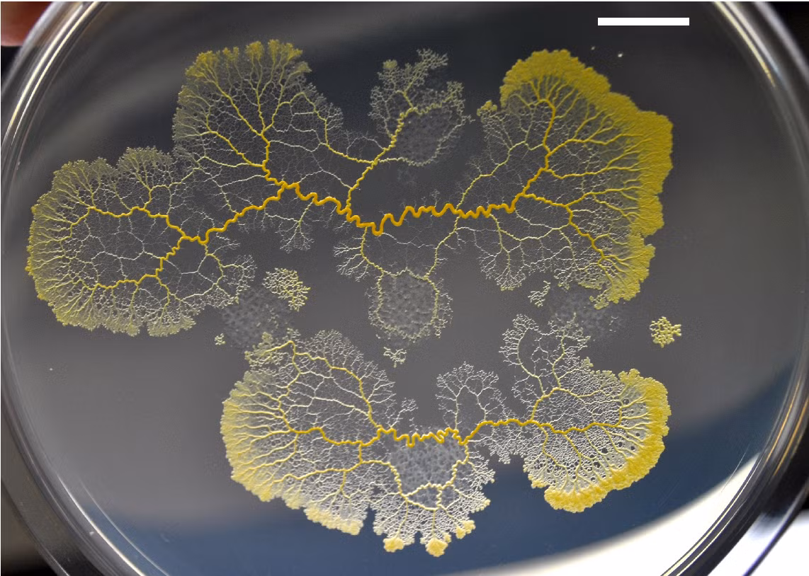 3. Tự chữa lành và phát triển nhanh chóng: Nếu bị cắt làm đôi, Blob có khả năng tự chữa lành trong vòng 2 phút. (Ảnh: semanticschola)