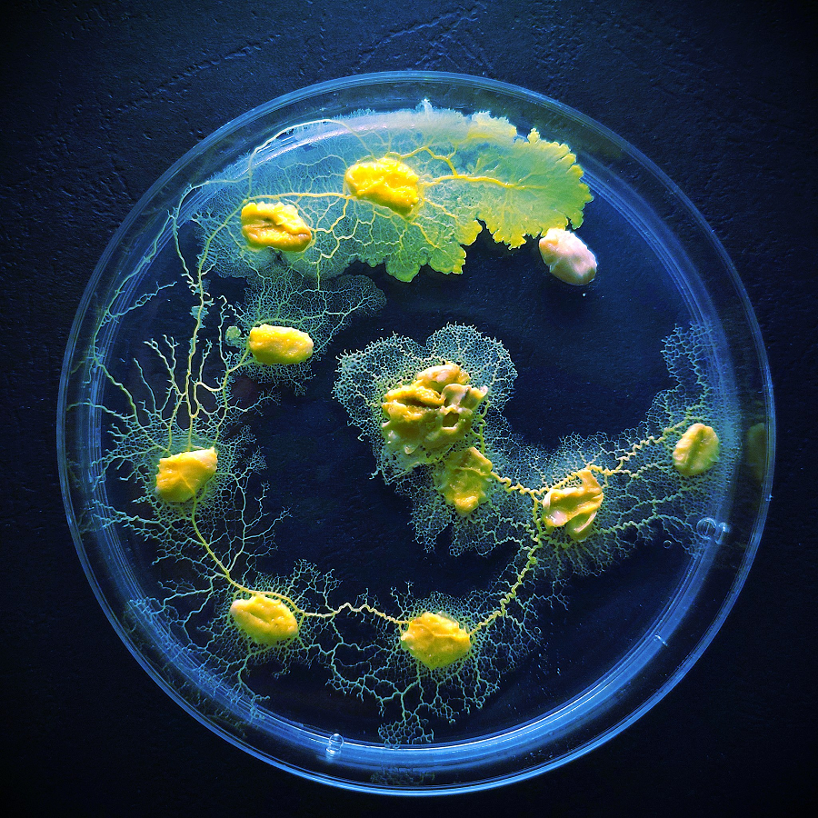 4. Đa dạng hình thái: Blob có thể tồn tại dưới nhiều hình thái khác nhau, từ amoebae (những tế bào vi khuẩn) đến plasmodia (một loại tế bào lớn với nhiều nhân). (Ảnh: Wikimedia Commons)