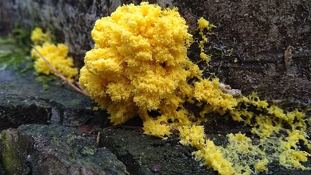 5. Môi trường sống và nghiên cứu: Blob thích sống ở những nơi ẩm ướt và bóng mát. Nó được sử dụng làm mô hình nghiên cứu trong lĩnh vực di chuyển, phân hóa tế bào, hóa học hướng dẫn, tương thích tế bào và chu kỳ tế bào. (Ảnh: Wikimedia)