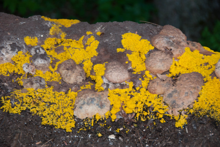 2. 720 giới tính khác nhau: Khi sinh sản, hai cá thể Blob gặp nhau, hòa tan màng tế bào và trao đổi nhân tế bào. Sau đó, chúng tạo thành một bào tử để phát triển thành cá thể mới. Điều này khiến nó trở thành một trong những loài có số lượng giới tính đa dạng nhất. (Ảnh: ResearchGate)