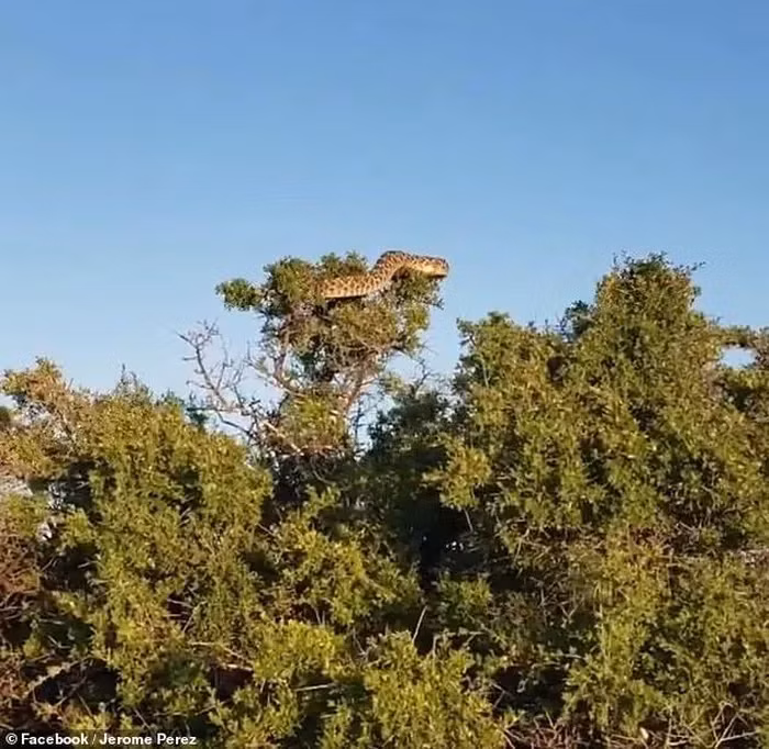 Đây là lần đầu tiên ông thấy một con rắn đuôi chuông ở độ cao 2,1 mét. Con " quái vật" đang tắm nắng dưới ánh mặt trời buổi sáng và một con chim sẻ nhỏ đang cố gắng đuổi nó khỏi tổ. (Ảnh: Jerome Pereze)