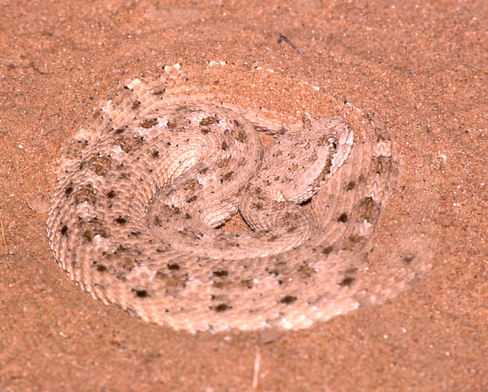 Chúng sống trên 25 năm, lột da 5-6 lần mỗi năm và có khả năng nhịn ăn trong nhiều tuần liền. (Ảnh: Wikipedia)