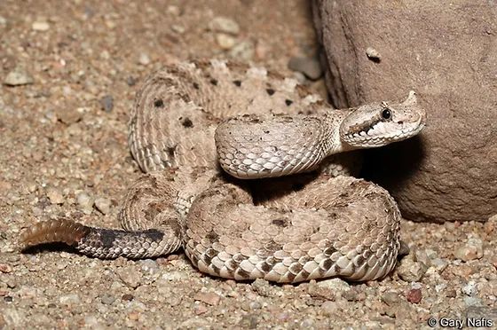 Chúng rất độc, có thể làm tê liệt hệ thần kinh của con mồi và gây tử vong cho con người nếu không chữa trị kịp thời. (Ảnh: The Rattlesnake Conservancy)