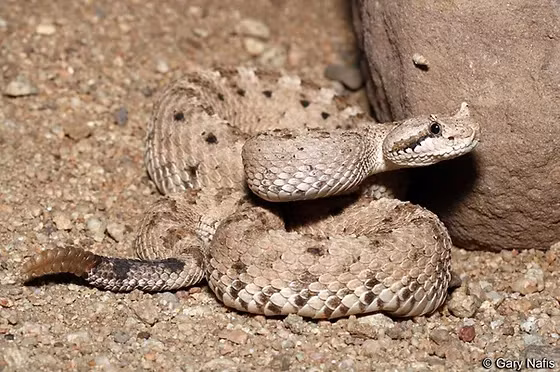 Chúng rất độc, có thể làm tê liệt hệ thần kinh của con mồi và gây tử vong cho con người nếu không chữa trị kịp thời. (Ảnh: The Rattlesnake Conservancy)