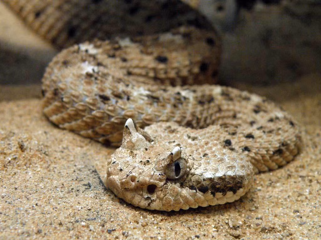 Rắn đuôi chuông có màu sắc đa dạng, tùy thuộc vào loài và môi trường sống. (Ảnh: iNaturalist)