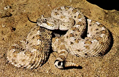 Rắn đuôi chuông ăn chủ yếu là loài gặm nhấm, chim và ếch. (Ảnh: Britannica)