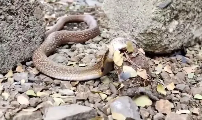 Chủ nhà đã gọi cho người cứu hộ Saidas Kusal để xử lý con " quái thú" này. Con rắn hổ mang vật lộn để nuốt chửng con ếch lớn. Kusal đã đến và quyết định đợi cho đến khi con rắn hoàn thành bữa ăn của nó. Tuy nhiên, khi Kusal tiến lại gần, con rắn đã buông con mồi và cố tấn công anh ta trước khi bị bắt và thả về tự nhiên.