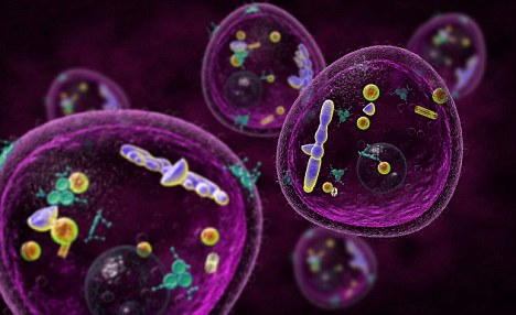 Bacteria và archaea, cả hai đều thuộc loại prokaryotes, chia sẻ sự tương đồng trong việc chỉ có một tế bào và thiếu hạt nhân, nhưng chúng khác nhau về tính chất hóa học và chuyển hóa. Tuy nhiên, một hình ảnh mới đã xuất hiện, đặt eukarya là một nhánh phụ của bacteria và archaea. (Ảnh: Daily Mail)