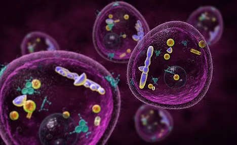 Bacteria và archaea, cả hai đều thuộc loại prokaryotes, chia sẻ sự tương đồng trong việc chỉ có một tế bào và thiếu hạt nhân, nhưng chúng khác nhau về tính chất hóa học và chuyển hóa. Tuy nhiên, một hình ảnh mới đã xuất hiện, đặt eukarya là một nhánh phụ của bacteria và archaea. (Ảnh: Daily Mail)