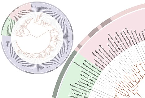 Eukarya là các hình thái sống phức tạp, đa tế bào, bao gồm các tế bào có màng bọc chứa mã di truyền và các “bộ phận” mitochondria cung cấp năng lượng cho quá trình chuyển hóa. (Ảnh: Daily Mail)
