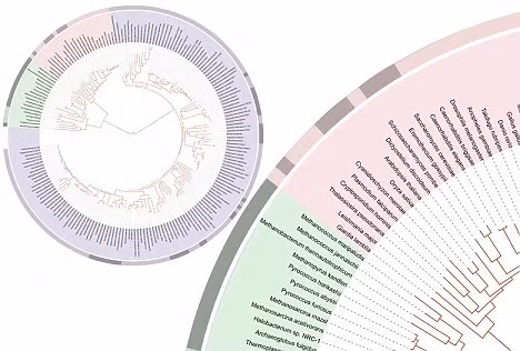 Eukarya là các hình thái sống phức tạp, đa tế bào, bao gồm các tế bào có màng bọc chứa mã di truyền và các “bộ phận” mitochondria cung cấp năng lượng cho quá trình chuyển hóa. (Ảnh: Daily Mail)