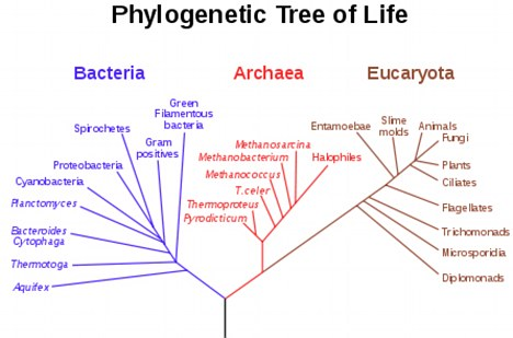 Trong thời gian dài, người ta cho rằng cây phát sinh nguồn gốc của sự sống có ba nhánh chính, hoặc ba miền, với eukarya, bacteria và archaea ở đáy. (Ảnh: Daily Mail)
