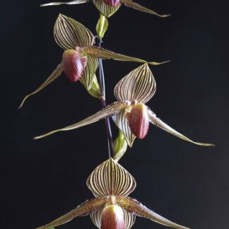 Với lá xanh thẫm dài tới 40cm và cánh hoa dài tới 18cm, lan Rothschild có dáng vẻ độc đáo khi hai cánh đài nằm ngang thay vì rủ xuống như các loài lan khác. (Ảnh: Orchid Insanity)