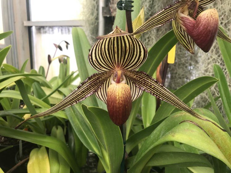 Ngày nay, lan Rothschild đã được trồng thành công, nhưng giá cả để sở hữu vẫn rất cao. (Ảnh: Paph Paradise)