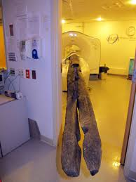 Giám đốc Sở nghiên cứu khảo cổ học dưới nước của Pháp, Michel L'Hour, cho biết họ ngày càng tin rằng đã tìm ra xác của con tàu. (Ảnh: CTV News)