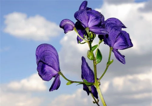 Cây phụ tử (Aconitum) chứa độc tố mạnh từng được người Aleut dùng để tẩm độc mũi tên.