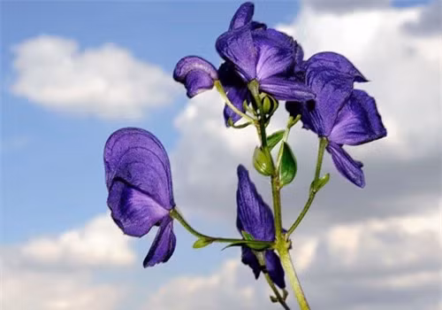 Cây phụ tử (Aconitum) chứa độc tố mạnh từng được người Aleut dùng để tẩm độc mũi tên.