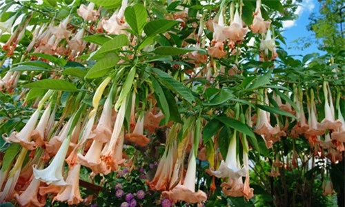 Hoa cà độc dược (Datura Flowers) có thể gây trạng thái mê sảng và tử vong.