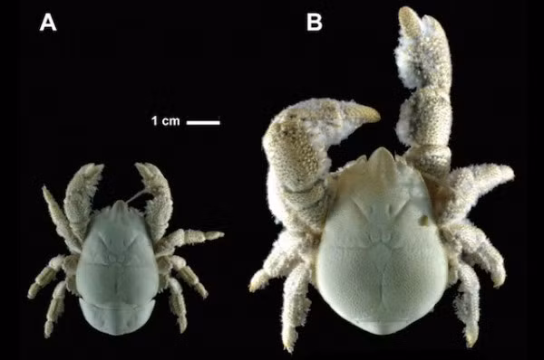 Cua 'Người Tuyết' mù đầy lông lá dưới đáy đại dương Cua