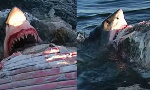 Kinh di ngoi xac ca voi chup anh ham ca map