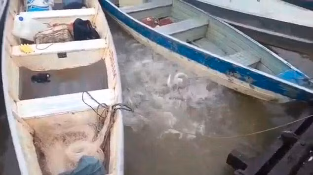 Rung ron ca an thit nguoi Piranha xau xe thit-Hinh-3