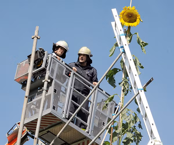 Cay hoa huong duong khong lo, cao hon 9m gay soc-Hinh-2