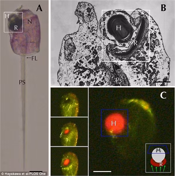“Quái vật” không não một mắt ăn thịt đáng sợ - Hình 4 “Quai vat” khong nao mot mat an thit dang so-Hinh-4
