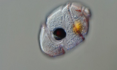 “Quai vat” khong nao mot mat an thit dang so