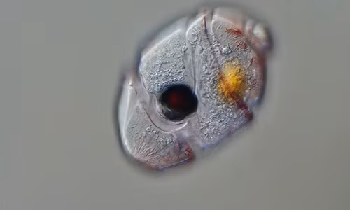 “Quái vật” không não một mắt ăn thịt đáng sợ “Quai vat” khong nao mot mat an thit dang so