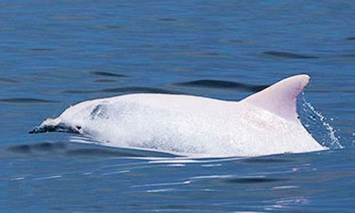 Tan mat ca heo bach tang quy hiem