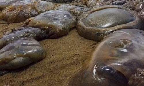 Sứa khổng lồ tiếp tục 'tấn công' bờ biển nước Anh Sua khong lo tiep tuc