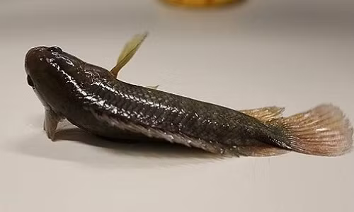 Ca biet di cua Viet Nam khien Australia lo so-Hinh-2