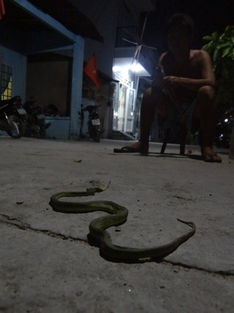 Ran luc duoi do do bo ven song Sai Gon-Hinh-2