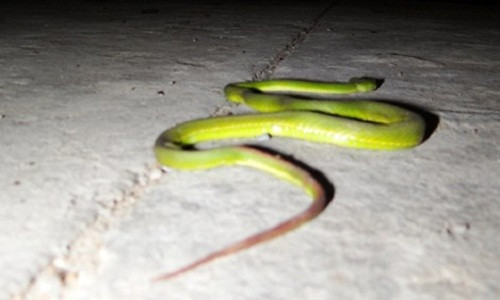 Ran luc duoi do do bo ven song Sai Gon-Hinh-3