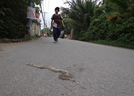 Ran luc duoi do do bo ven song Sai Gon